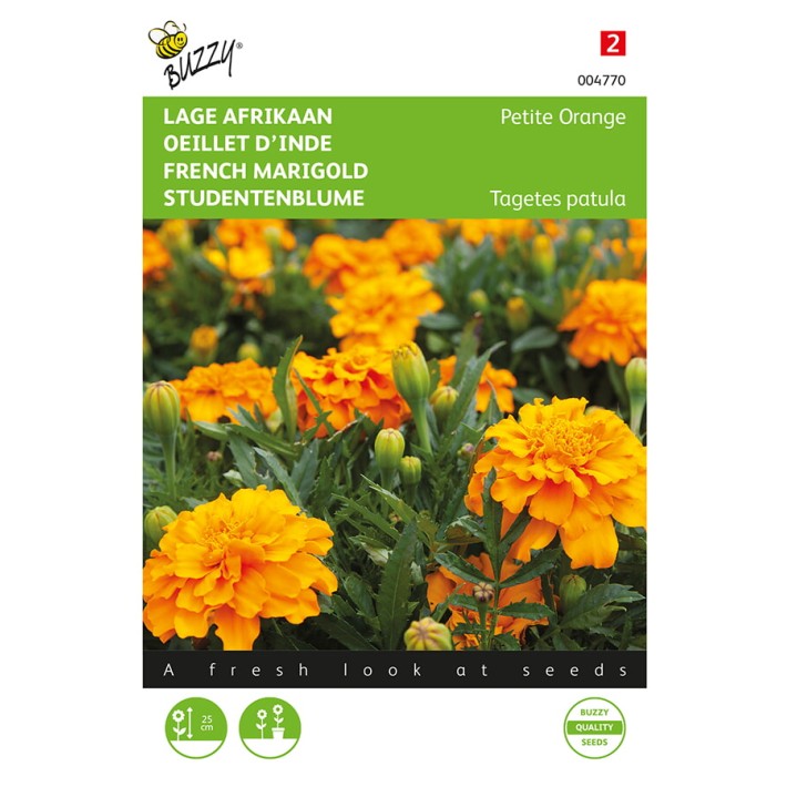Buzzy® Tagetes patula nana Petite Orange