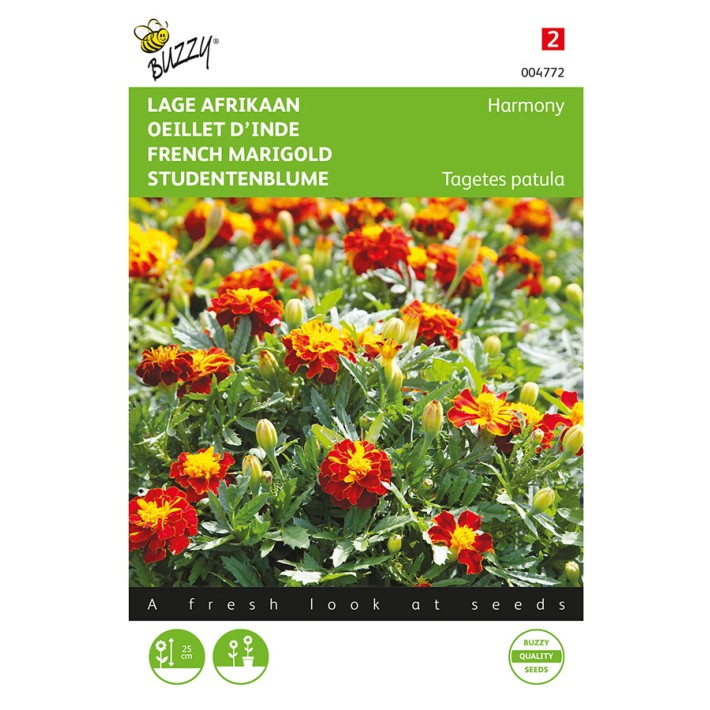 Buzzy® French Marigold Petite Harmony