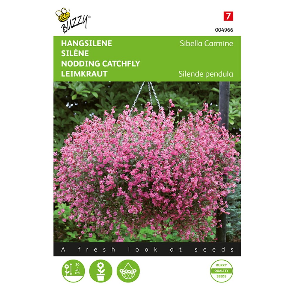 Buzzy Nodding Catchfly Sibella Carmine