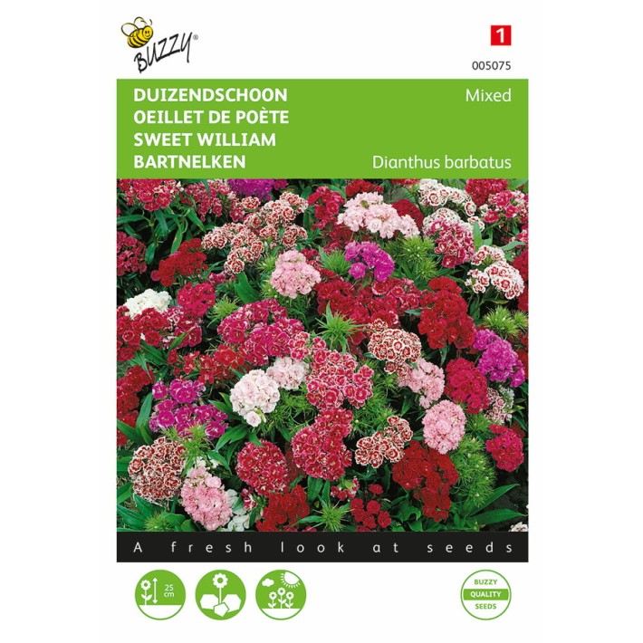 Buzzy® Bartnelke Niedrige Gefüllte, Mischung