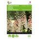 Buzzy® Digitalis Dalmatian F1 Peach