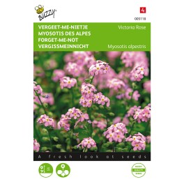 Myosotis, 'vergeet-me-nietje' Victoria Rose