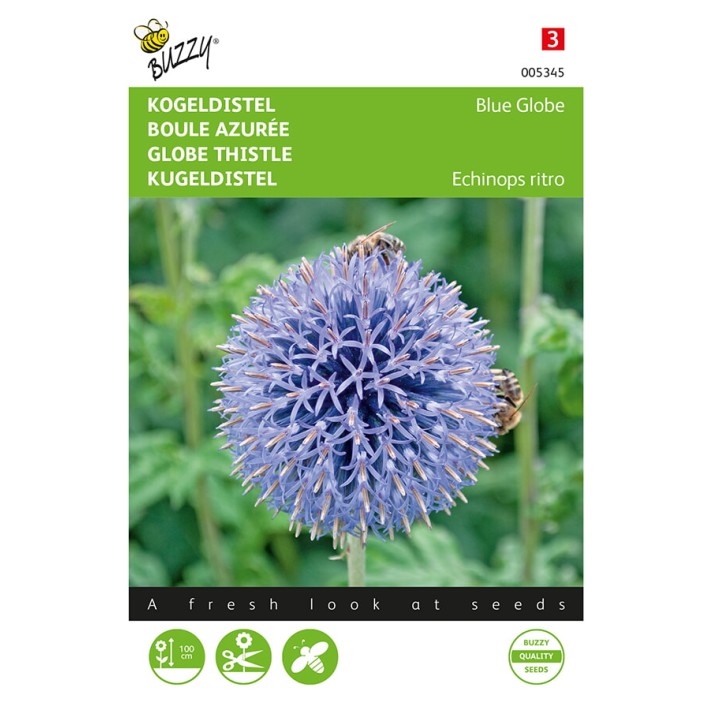 Echinops, Kogeldistel Blue Globe