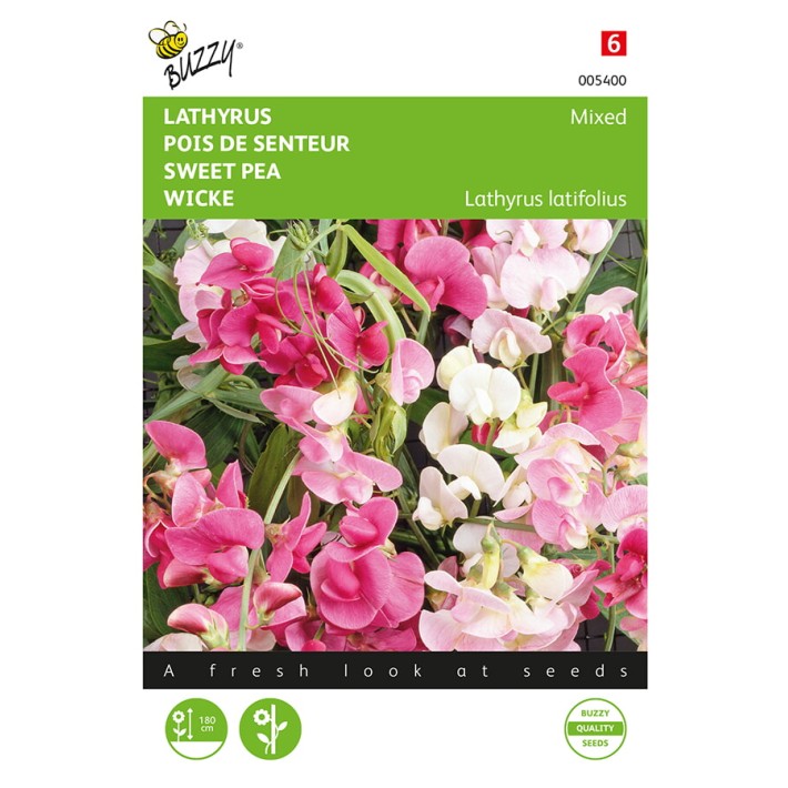 Buzzy® Everlasting sweet pea Mixed
