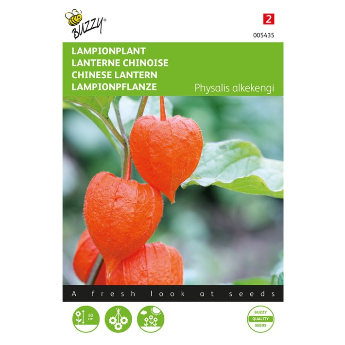 Physalis, Lampionplant