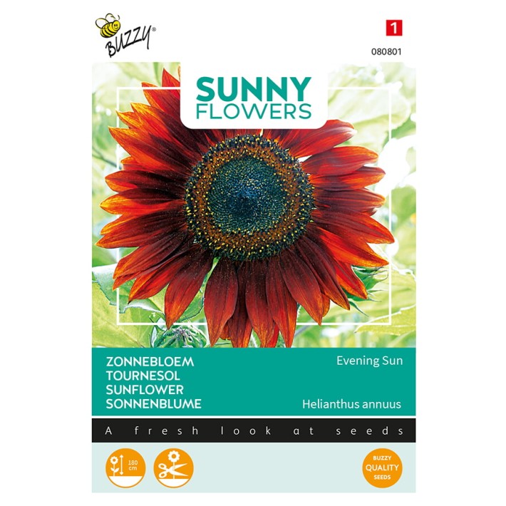 Buzzy® Sunny Flowers, Sunflower Evening Sun