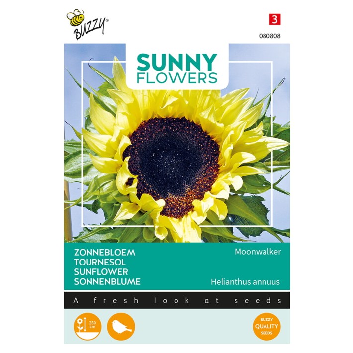 Buzzy® Sunny Flowers, Sunflower Moonwalker