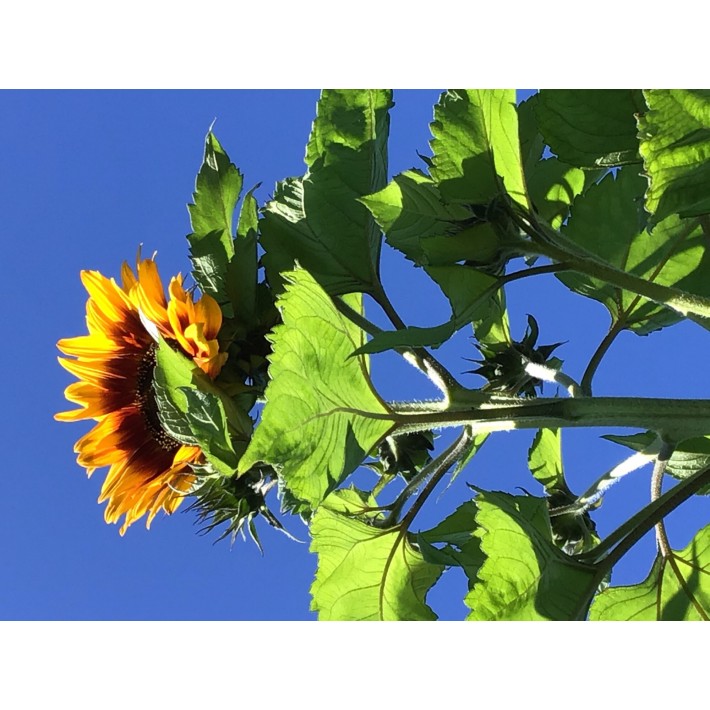 Buzzy® Sunny Flowers, Sunflower Ring of Fire