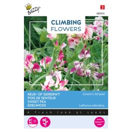 Climbing Flowers Lathyrus, Reuk- of siererwt Unwin's Striped