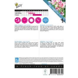 Climbing Flowers Lathyrus, Reuk- of siererwt Unwin's Striped