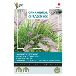 Grasses, Lampenpoetsersgras
