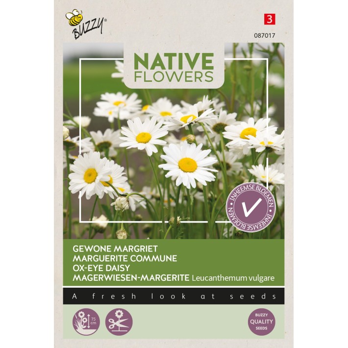 Buzzy® Native Flowers, Ox-eye daisy
