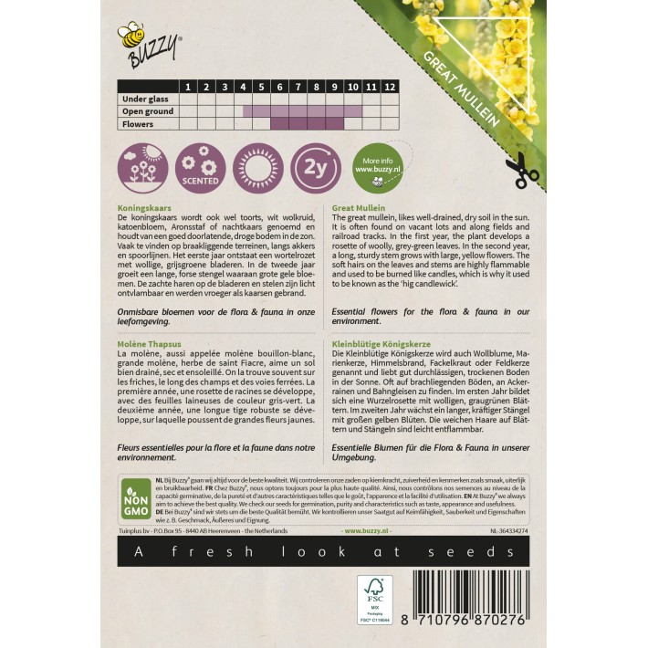 Buzzy® Native Flowers, Molène Thapsus