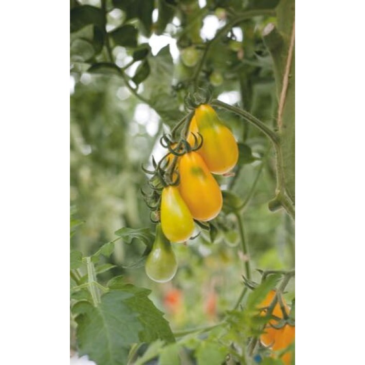 Horti Tops® Tomato Yellow Pearshaped