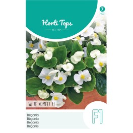 Horti Tops® Begonia Semp. F1 Hybrid White Comet