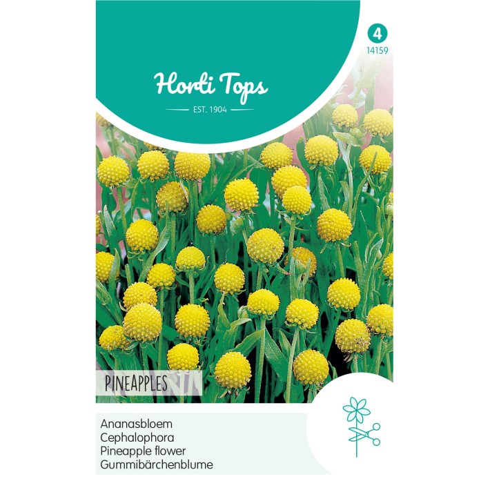 Horti Tops® Cephalophora Aromatica 'Pineapples'
