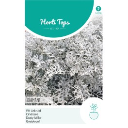 Horti Tops® Cineraria (Senecio) maritima Diamant