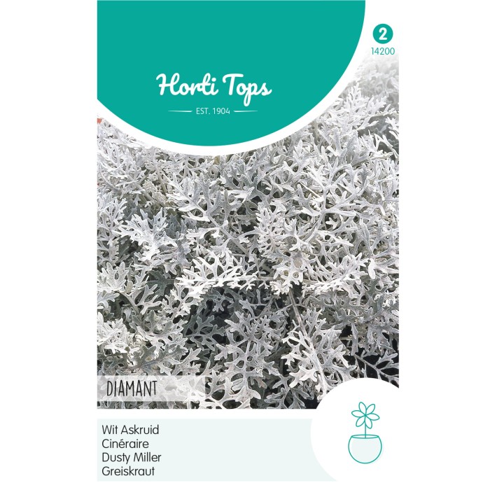 Horti Tops® Cineraria (Senecio) maritima Diamant