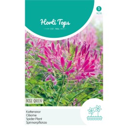 Cleome, Kattensnor Rose Queen