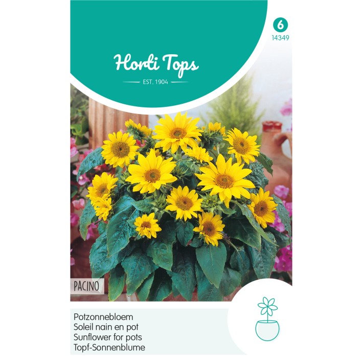 Horti Tops® Soleil nain en pot Pacino
