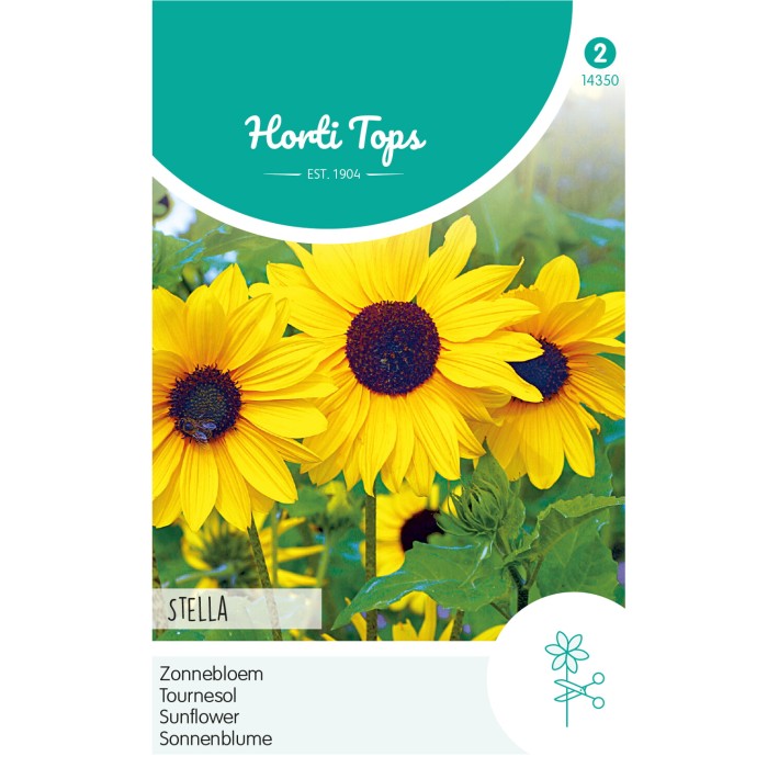 Horti Tops® Helianthus Debilis Stella, Jaune