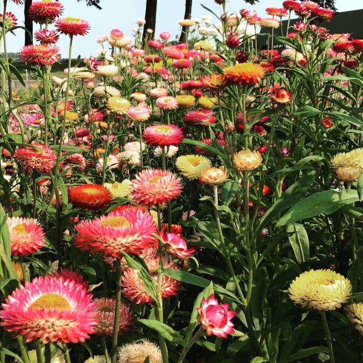 Horti Tops® Immortelle à bractées Tom Thumb naine variée