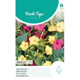 Horti Tops® Mirabilis Jalapa Variee - Belle De Nuit