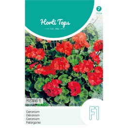 Pelargonium, Geranium Mustang F1 rood