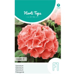 Pelargonium, Geranium Chérie F1 zalmrose