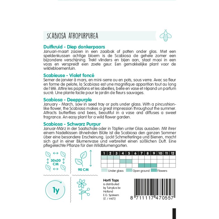 Horti Tops® Scabieuse Violet foncé