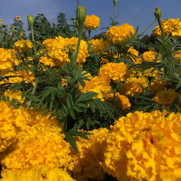 Horti Tops® Tagetes Erecta Tall Double Yellow Supreme