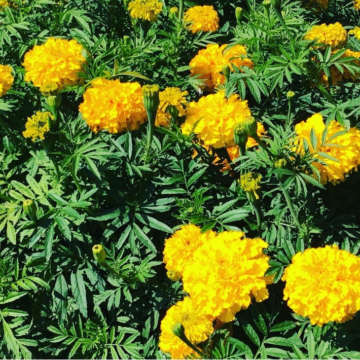Horti Tops® Tagetes Erecta Nana Nain Double Age D'Or