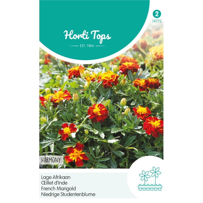Horti Tops® Tagetes patula nana Petite Harmony