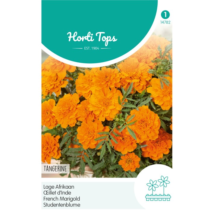 Horti Tops® Tagetes patula nana Tangerine, Orange