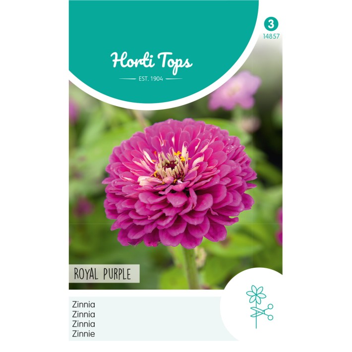 Horti Tops® Zinnia elegans Royal Purple violet