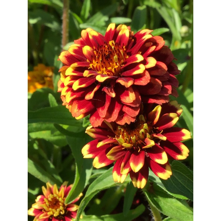 Horti Tops® Zinnia Haageana Tapis Persan Variee
