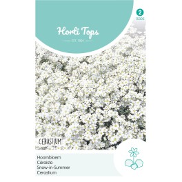 Horti Tops® Cerastium Tomentosum