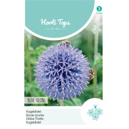 Horti Tops® Echinops Ritro boule azurée