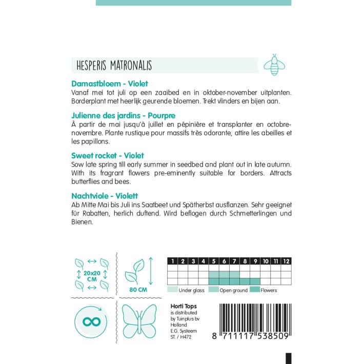 Horti Tops® Julienne Des Jardins Pourpre / Hesperis