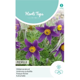 Horti Tops® Pulsatilla vulgaris (Anemone pulsatilla)