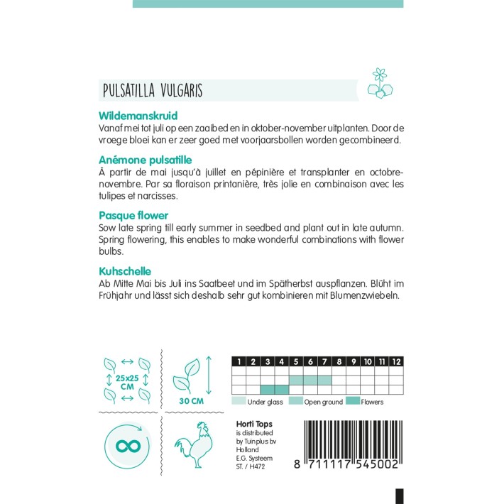 Horti Tops® Pulsatilla vulgaris (Anemone pulsatilla)