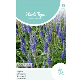 Horti Tops® Veronica Spicata Bleue / Veronique