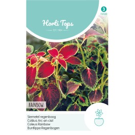 Coleus, Siernetel regenboogmengsel