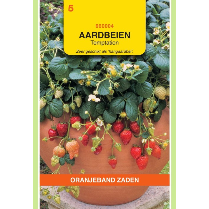 Oranjeband® Hanging Strawberry Temptation