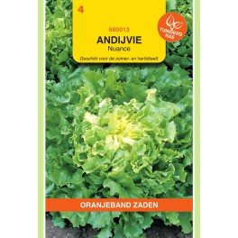Andijvie Nuance