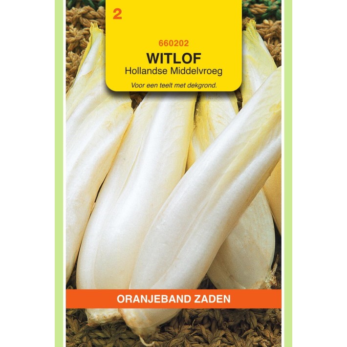 Oranjeband® Chic. Brussels (Witloof) M.Early