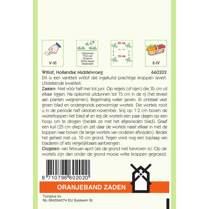 Oranjeband® Chic. Brussels (Witloof) M.Early