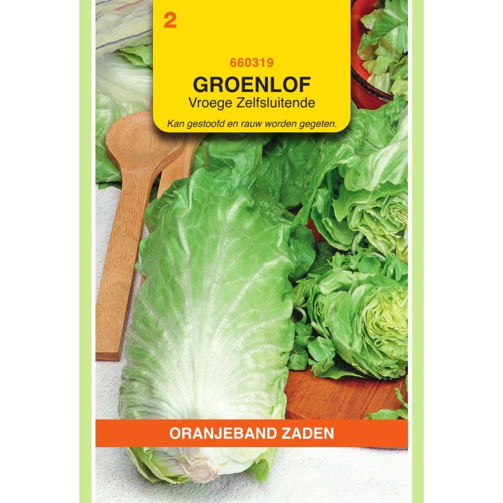 Oranjeband® Chicory Zuckerhut Or Sugarleaf