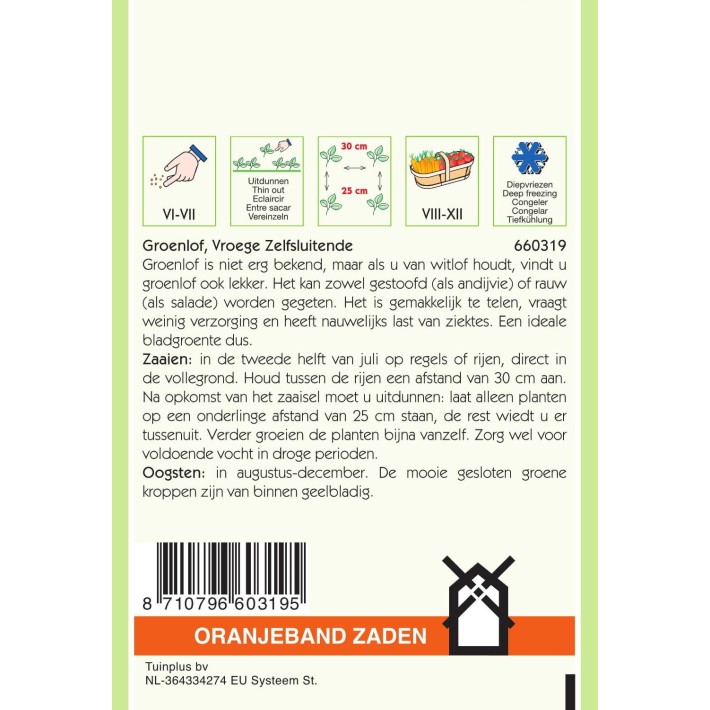 Oranjeband® Chicory Zuckerhut Or Sugarleaf