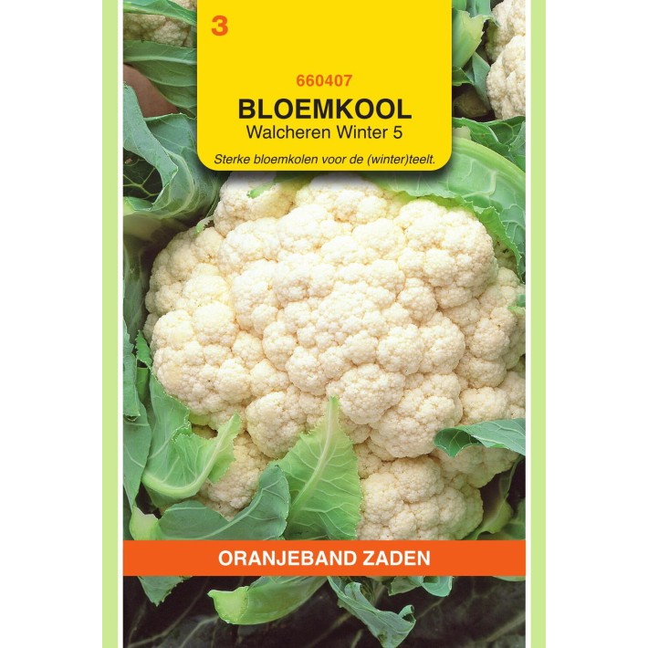 Oranjeband® Cauliflower Walcheren Winter 5